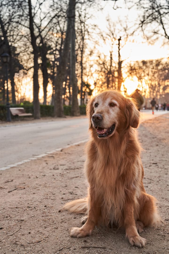 Original photo: a golden retriever sitting on a park path at sunset