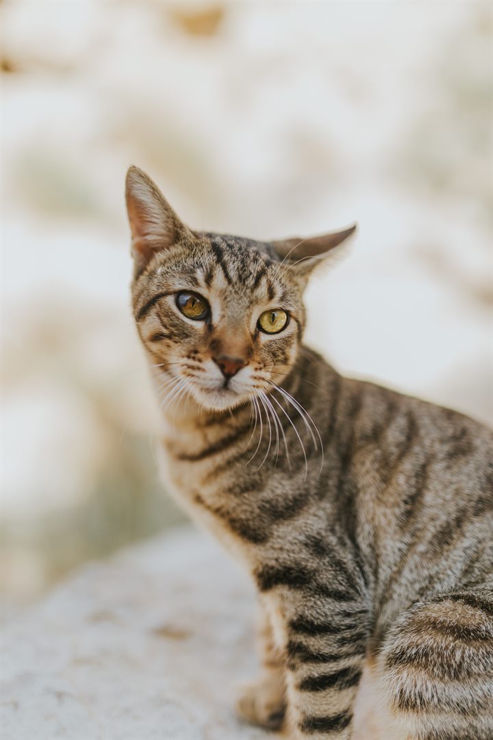 Original photo: a tabby cat sitting outdoors and looking at the camera